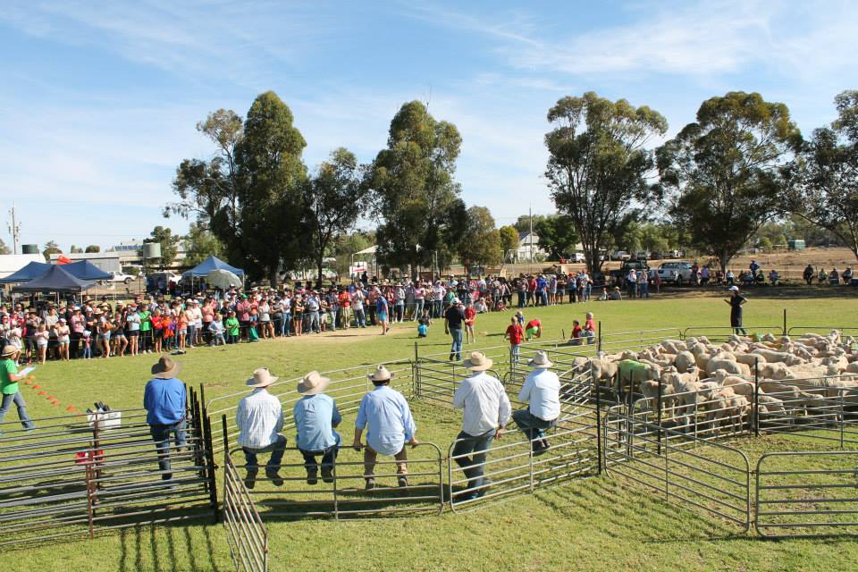 Booligal Sheep races | Visit Hay